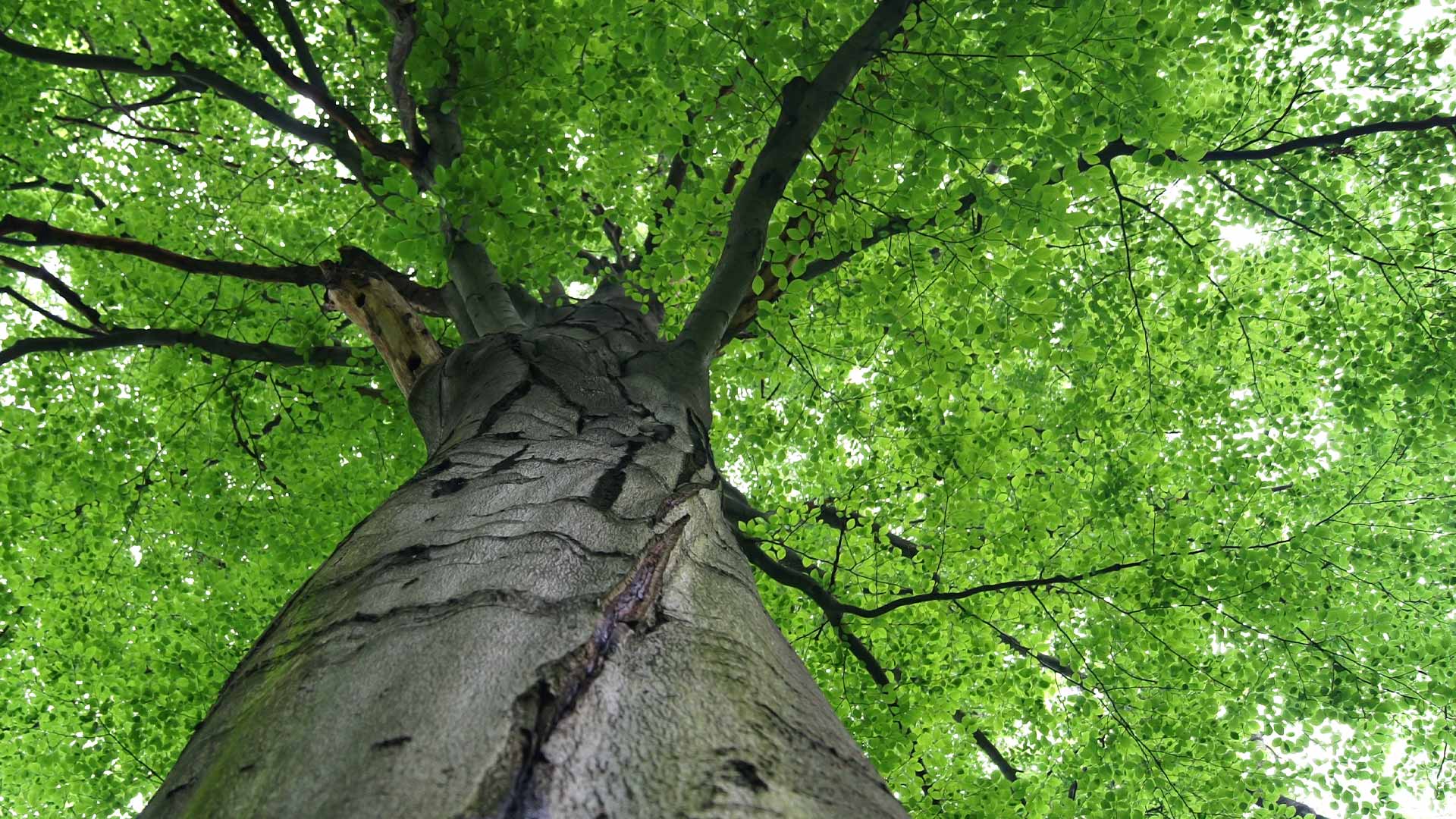 Аа дерево. Столб Лотос бук фото. Бук фото Атропурпуриа.